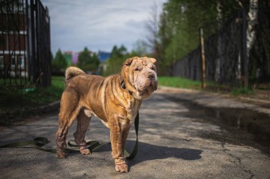 Shar Pei dog with leash standing on road  clipart