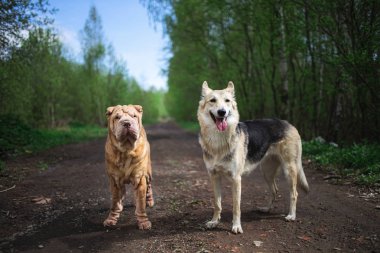 Çoban köpeği ve Shar Pei ormandaki toprak yolda duruyorlar.