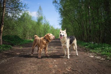Bahar ormanlarında kır yolunda yürüyen köpekler.