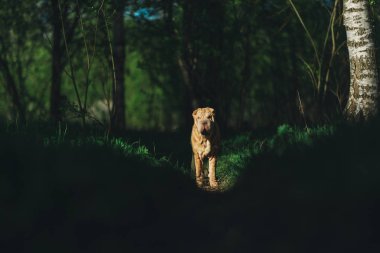 Kırsal yolda duran sevimli Shar Pei köpeği.