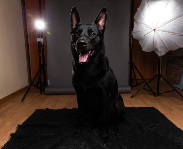 Kind black smooth haired dog on photo session at home