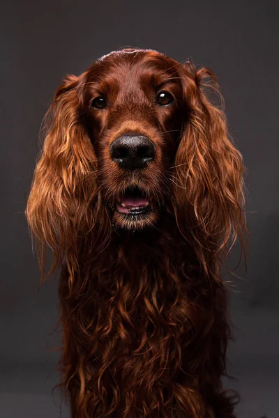 Foster bruine hond met foto sessie thuis — Stockfoto