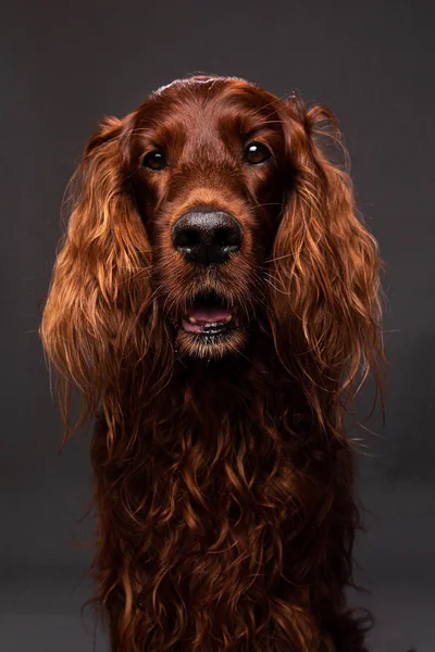 Fostered brown dog having photo session at home