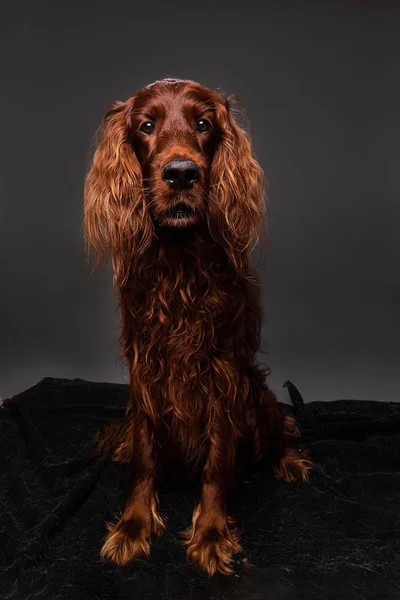 Fostered brown dog having photo session at home