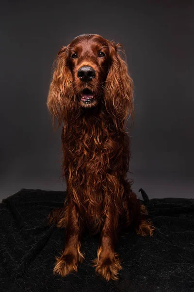 Fostered brown dog having photo session at home