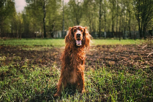 Lindo Grande cão marrom com aberto chaps entre árvores de outono — Fotografia de Stock