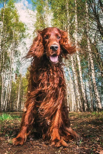 Superbe grand chien brun avec des chaps ouverts parmi les arbres d'automne — Photo