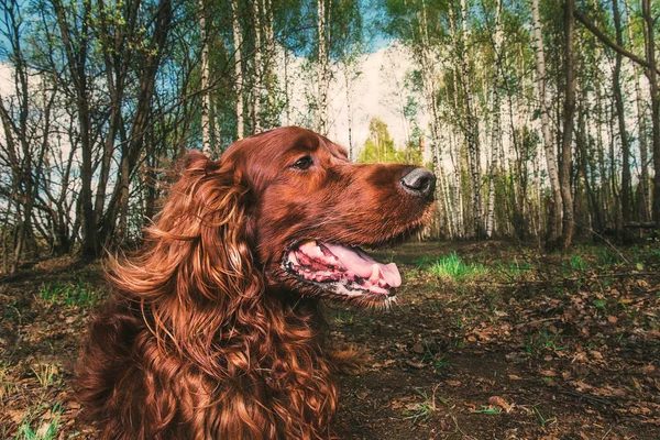 Przyjazny duży brązowy pies w przyrodzie w słoneczny letni dzień — Zdjęcie stockowe