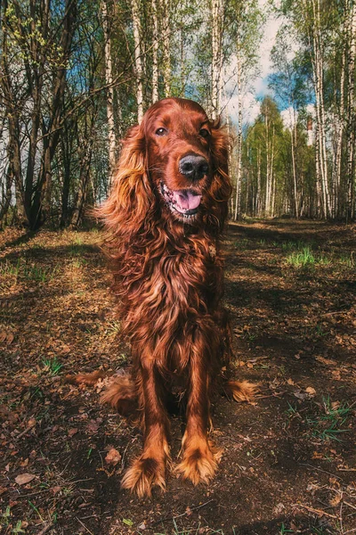 Sonbahar ağaçlarının arasında açık yarıkları olan muhteşem kahverengi köpek. — Stok fotoğraf