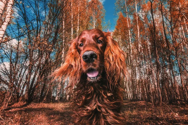 Friendly big brown dog in nature on sunny summer day — Stock Photo, Image