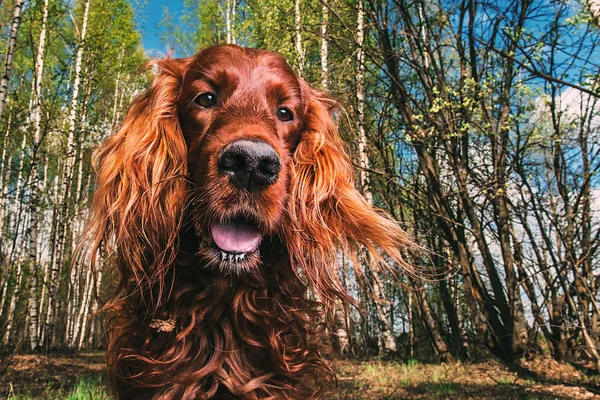 화창 한 여름날 자연계의 친근 한 큰 갈색 개 — 스톡 사진