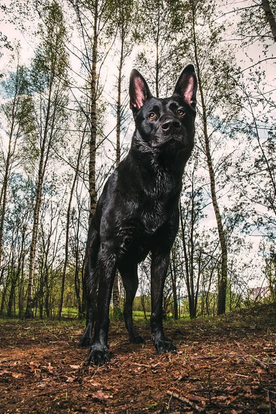 Kara Hollandalı sevimli çoban köpeği orman çayırında duruyor. — Stok fotoğraf