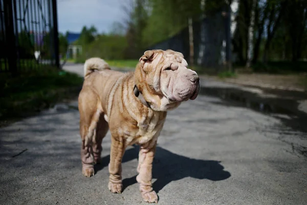 Shar Pei cão com trela de pé na estrada — Fotografia de Stock