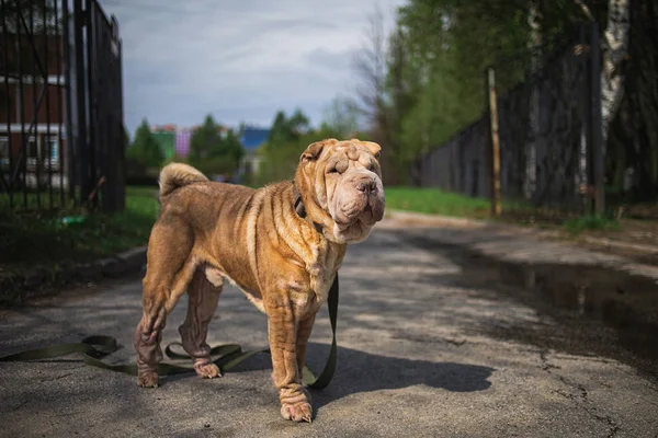 Shar Pei dog with leash standing on road — Stock Photo, Image