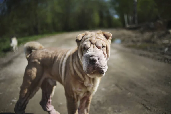 Cane cerbiatto rosso Shar Pei con collare in piedi su strada sterrata — Foto Stock