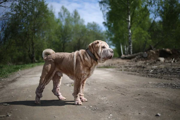 Red fawn Shar Pei perro con collar de pie en el camino de tierra — Foto de Stock