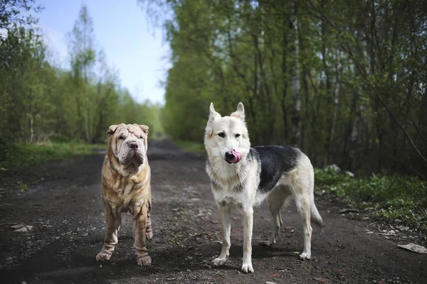 Shepherd dog and Shar Pei standing on dirt road in forest — Stock Photo, Image