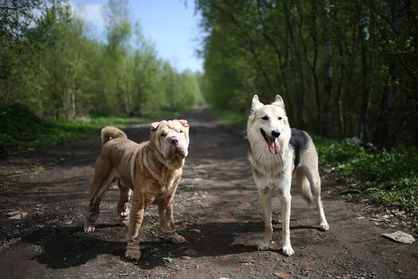 Pastýř pes a Shar Pei stojící na prašné cestě v lese — Stock fotografie