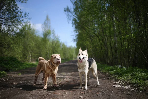 Shepherd dog and Shar Pei standing on dirt road in forest — Stock Photo, Image