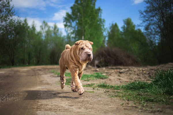 Chinesische Shar Pei läuft auf Landstraße — Stockfoto