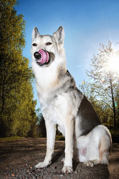 Pásztor kutya ül a vidéki úton és nyalogatás ajkak — Stock Fotó
