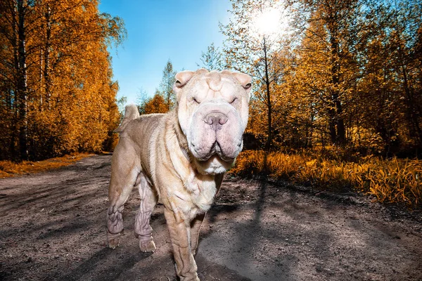 Cão Shar Pei bonito em pé na estrada rural — Fotografia de Stock