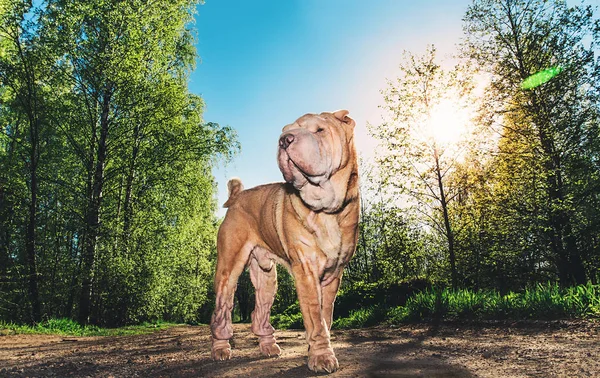 Aranyos Shar Pei kutya áll a vidéki úton — Stock Fotó