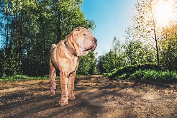 Aranyos Shar Pei kutya áll a vidéki úton — Stock Fotó