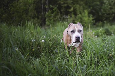 Dost canlısı Staffordshire Boğa Teriyeri yeşil çayırda yürüyor