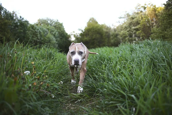 Przyjazny Staffordshire Bull Terrier spacery po zielonej łące — Zdjęcie stockowe