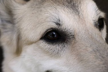 Doğaya nazik bakışları olan komik bir köpek.