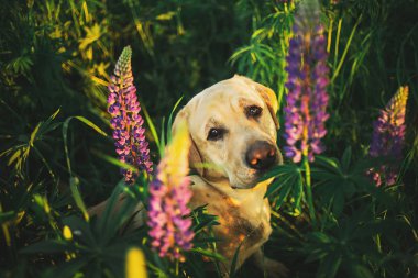 Çiçeklerle otlakta gezinen güzel büyük bir köpek.