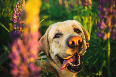 Çiçeklerle otlakta gezinen güzel büyük bir köpek.