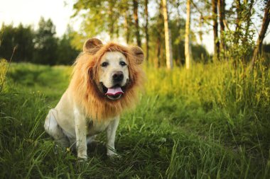 Yeşil tarlada sahte aslanlar yelesi olan komik bir köpek.