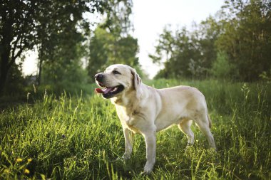 Çiçeklerle otlakta gezinen güzel büyük bir köpek.