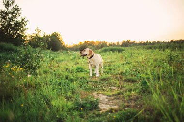 Mutlu büyük köpek doğadaki yeşil çayırda dinleniyor.