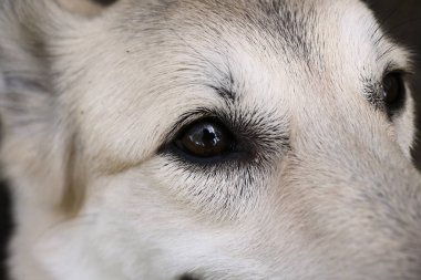 Doğaya nazik bakışları olan komik bir köpek.