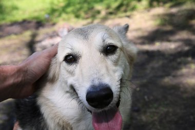 Ekin vuruşu, köpeği nazikçe okşayarak Natu 'ya bak.