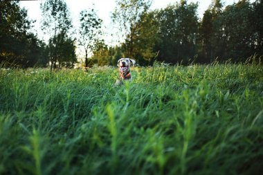 Büyük otların arasında küçük gri köpek nebi