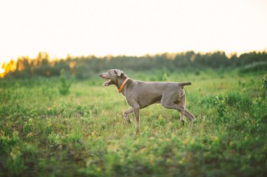 Gri köpek yeşil çimlerin üzerinde açık çentiklerle koşuyor.