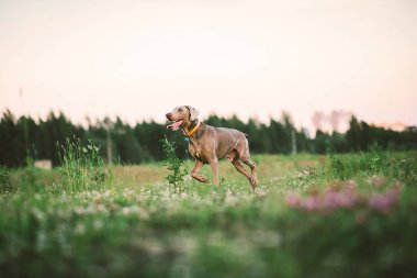 Büyük gri köpek yeşil çayırda geziniyor.