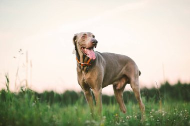 Büyük gri köpek yeşil çayırda geziniyor.