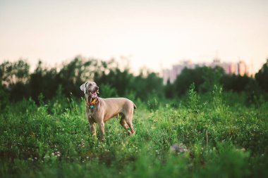 Büyük gri köpek yeşil çayırda geziniyor.