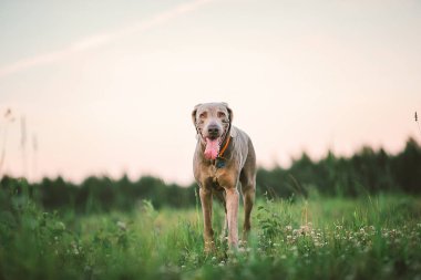 Büyük gri köpek yeşil çayırda geziniyor.