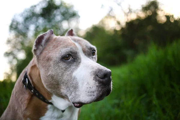 Tranquillo Staffordshire Bull Terrier tra piante verdi a contatto con la natura — Foto Stock