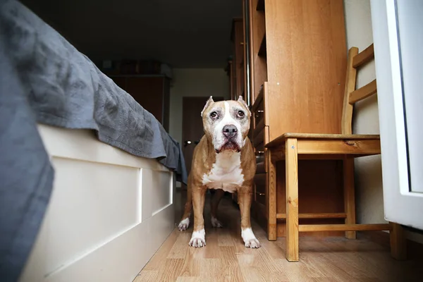 Perro dorado de pie junto a la cama en casa — Foto de Stock