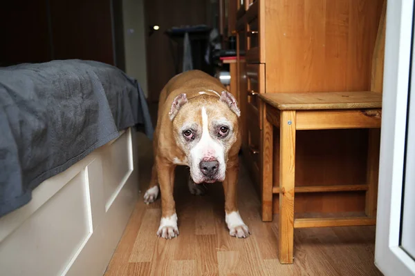 Χρυσό σκυλί στέκεται δίπλα στο κρεβάτι στο σπίτι — Φωτογραφία Αρχείου