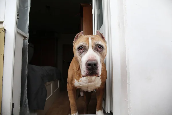 Золотая собака, стоящая рядом с кроватью дома — стоковое фото