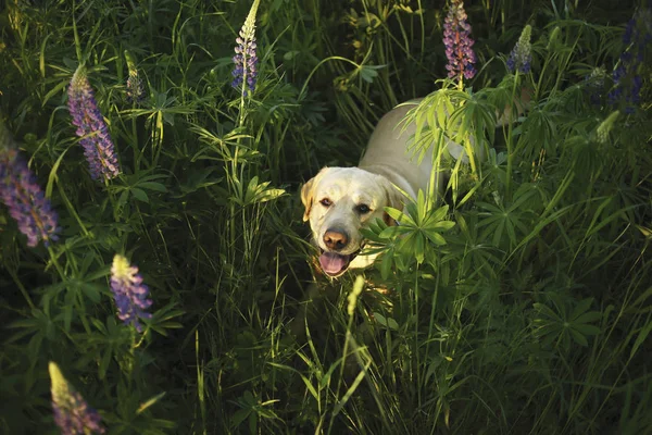 Çiçeklerle otlakta gezinen güzel büyük bir köpek. — Stok fotoğraf