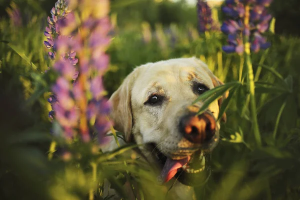 Belo cachorro grande passeando no prado com flores — Fotografia de Stock